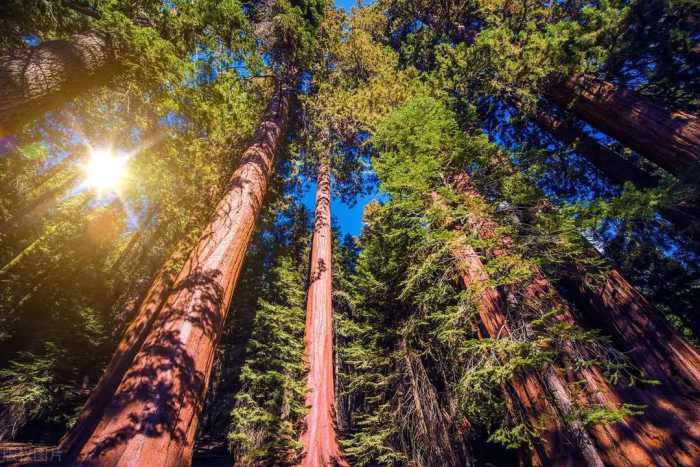 23岁少女在55米高的树梢上生活738天，只为守护这棵千年红杉