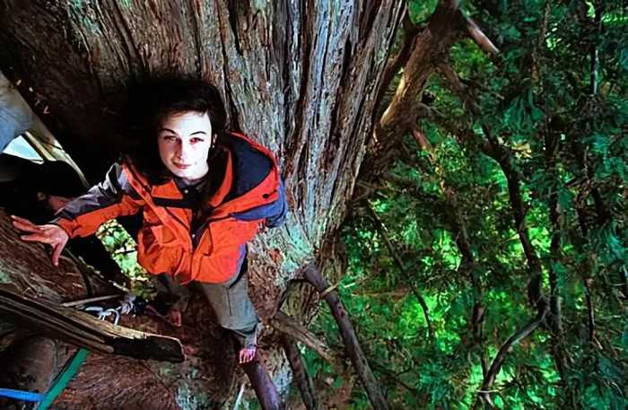 23岁少女在55米高的树梢上生活738天，只为守护这棵千年红杉